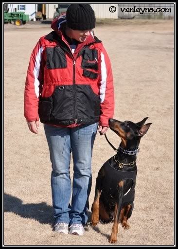 Vest Photos - Doberman Forum : Doberman Breed Dog Forums